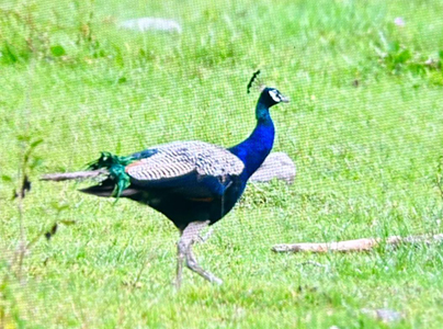 Bhalobasa Nature Resort