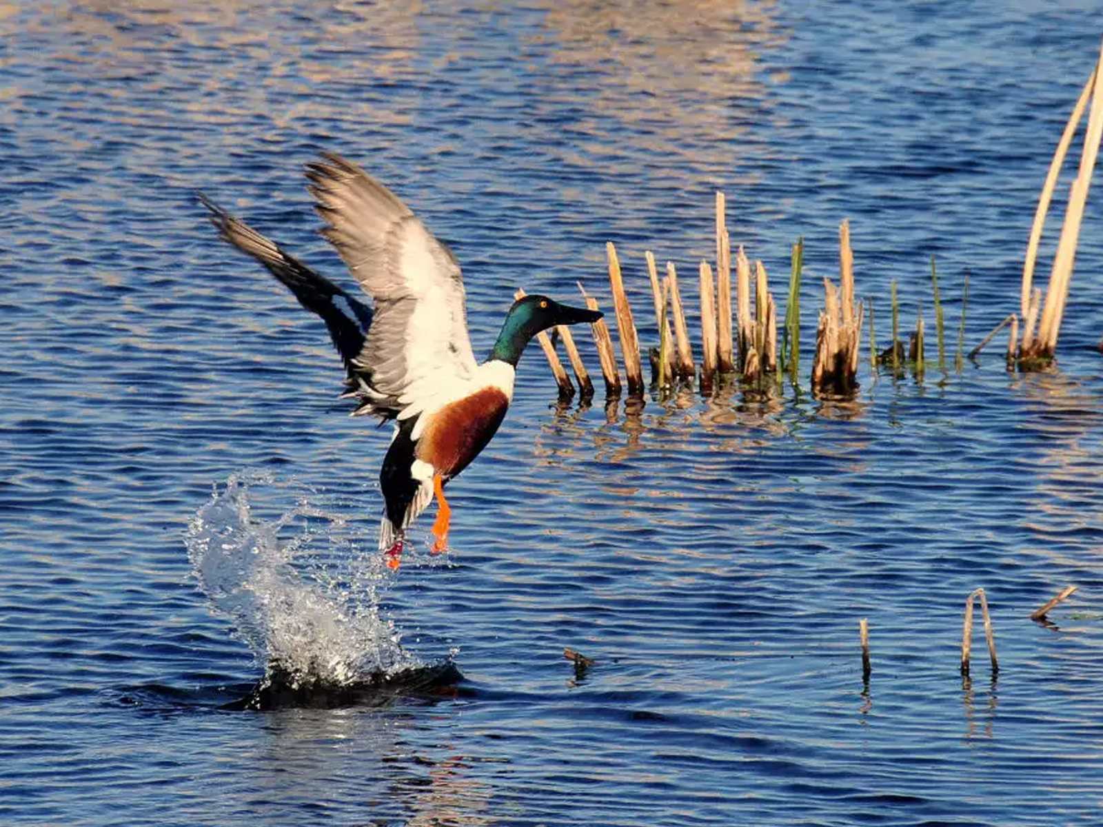 Birdwatching & Nature Photography